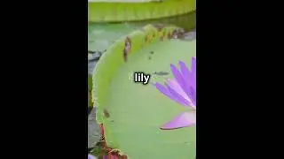 The Fastest Growing Plants in the World! #Shorts #World #Curiosities