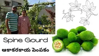 Spine Gourd (Aakaakarakaya) Benefits & Growing Tips / ఆకాకరకాయ పెంపకం