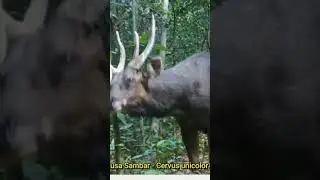 RUSA HUTAN JANTAN