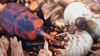 Amazing Unique Red Beetle Hunting Catch Red Palm Weevil, Giant Black Cicada, Rhinoceros Beetle