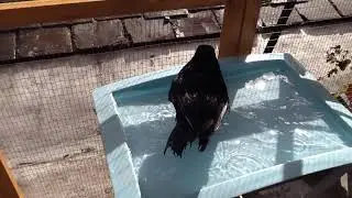 Jimmy The Crow