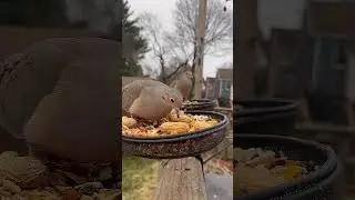 Mourning Dove Gets Surprised at the Bird Seed Feeder | ForTheBirds.com | Fresh Bird Seed Online
