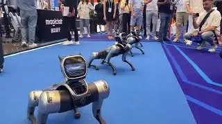 Robot Dog China Canton Fair 2025 #china #robot