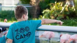 Zoo Miami Camps