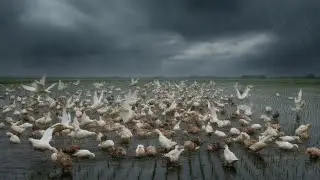 Soaked But Happy! Duck Herding in Heavy Rain &ndash; Pure Village Vibes