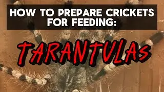 How to Feed Crickets to Your Tarantula: Beginner Tips #tarantula #tarantulafeeding #tarantulas