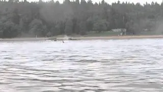 Transient Killer Whales in Vancouver, BC