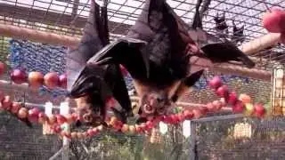 Tolga Bat Hospital bats in the big aviary.
