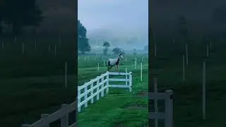 Majestic Horse in Tennessee  #traveltennessee #tennessee #Horses