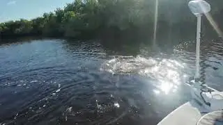 Summer snook top water fishing 