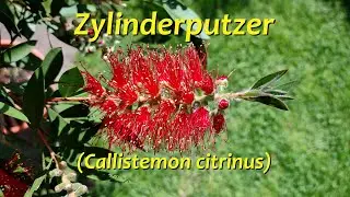 Zylinderputzer (Callistemon citrinus)