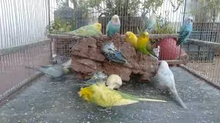 Slow Living Moments With Calm Budgerigar Sounds