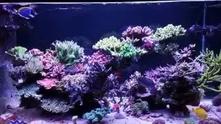 Sever's tank only with Aquaforest products with T5 12xt54w + 3x75w Led