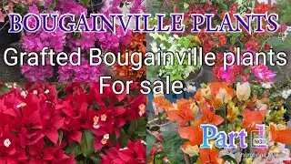 Bougainville plants # grafted Bougainville #  multi grafted plants # online sale kerala#malayalam #