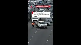 Ducks crossing the freeway causes multi-car crash