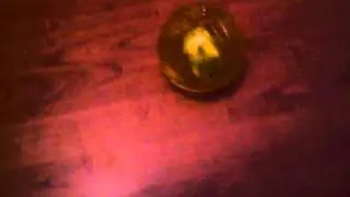 Джунгарик Кузя гуляет по дому.