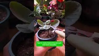 Tips for make kalanchoe strength and more beautiful #pruning