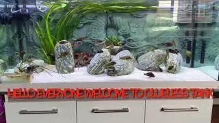 Tropheus