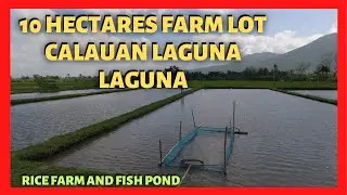 10 has Rice and Fish Farm in Calauan Laguna for Sale (Lot Code: 2407)