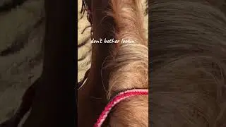 ❤️💕 #hunnybun #horseboy #horseenthusiast #studboy #horsefan #horseridin #horselover #royalhorsemen