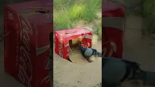 new creative diy pigeon trap technique idea #ytshorts #shortsviral #shortvideo