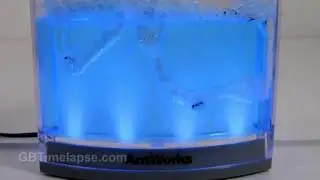 Busy Ant Farm