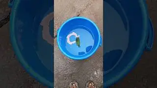 how to make a boat ⛵⛵#craft #trendingshorts #shortsviral #boat