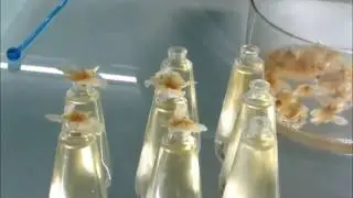 F&Aacute;BRICA FLOR D&acute;AMETLER
