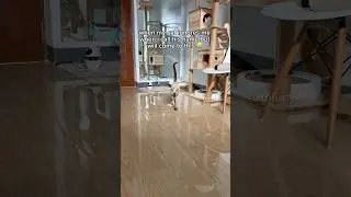 cat ignoring owner 😅 relatable cats | tofu the siamese cat #relatable #siamese #funnycats