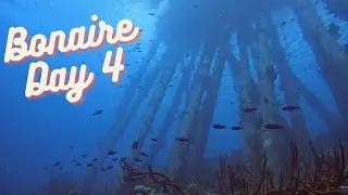 Coral Surveys and Night Diving in Bonaire