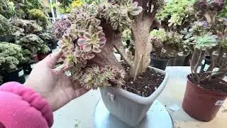 January 14, 2026. Free Shipping $150. 10% off Beautiful Aeoniums Varigated Crested. 408-992-5539.