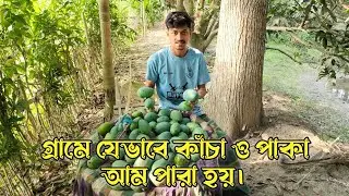 গ্রামে যেভাবে কাঁচা ও পাকা আম পারা হয়। Village Vlog Video || Dream AK TV