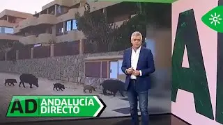 Andalucía Directo | El preocupante aumento de la presencia de jabalíes en parques y calles de Málaga