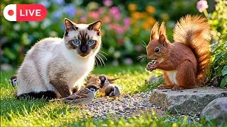 Cat TV ~ Nature Tranquility 🌿 Birds 🕊️ Squirrels 🐿️ and Peaceful Sounds for Cats 🐱