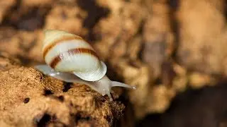 Breeding Partula snails - Love Your Zoo Week