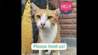 Please help to feed needy cats on Gili Islands!