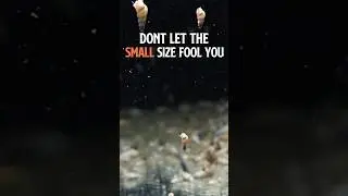 Malaysian Trumpet Snails | Malaysian Trumpet Snail | Hardy and low-maintenance snail