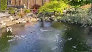Beluchting vijver met Japanse luchtring (1)