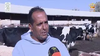 مزرعة الضليل للأبقار الحلوب تشغل 28 من المتقاعدين ومصنع الأجبان يشغل 25 من أبناء المتقاعدين