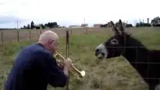 Esel singt !