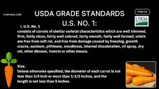 Carrot quality standards by USDA