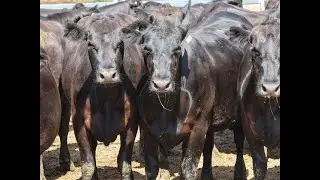 Claridge Ag - 40 Angus PTIC Heifers