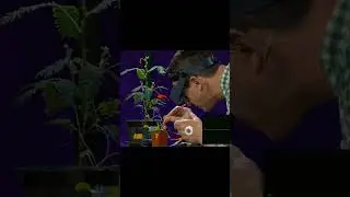 Plants actually TALK to EACH Other 😮 | #shorts