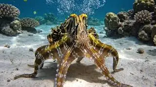 Mimic Octopus | Digital Art  | Nature  | KAIKALA PRODUCTIONS 