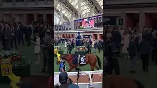 The SHA TIN parade ring is STUNNING | Hong Kong Racing | Racing Post #HongKong