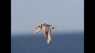 Revolutionizing Data Collection, One Bird at a Time