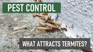 What Attracts Termites to Your Home?