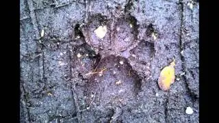 Howlin of the wolf - Instant Black