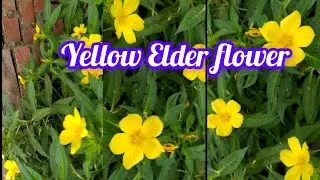Evergreen yellow Elder /Butter Cup/turnera ulmifolia flowering plant growing tips#plants