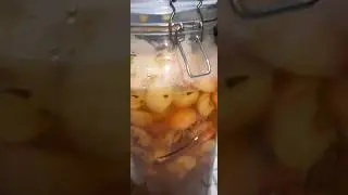 Watching it Ferment #fermentation  #usethisaudio #applecidervinegar #testingsound
